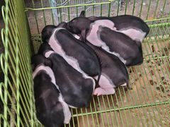 -中环花鸟鱼虫市场