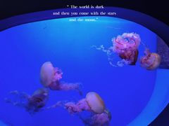 -贝林大翅鲸简餐厅(国家海洋博物馆店)