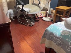 -老吴的猫·猫舍(新区店)