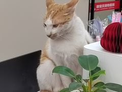 -御宝贝24h宠物医院·转诊中心·CT核磁血透中心(厦门总院)