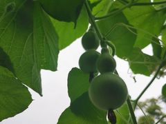 -金门驾校(中央门校区)