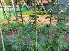 -三亚海棠湾万丽度假酒店