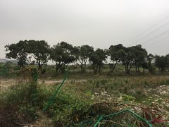 -长洲岛