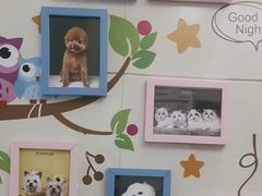 -北京观赏动物医院·24小时大型综合·猫专科·异宠专科