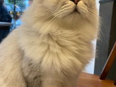-猫友咖啡店(玉林西路店)