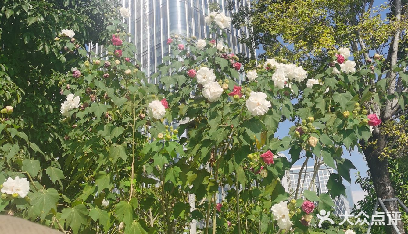 神奇的木芙蓉也叫三色花