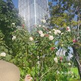 神奇的木芙蓉也叫三色花