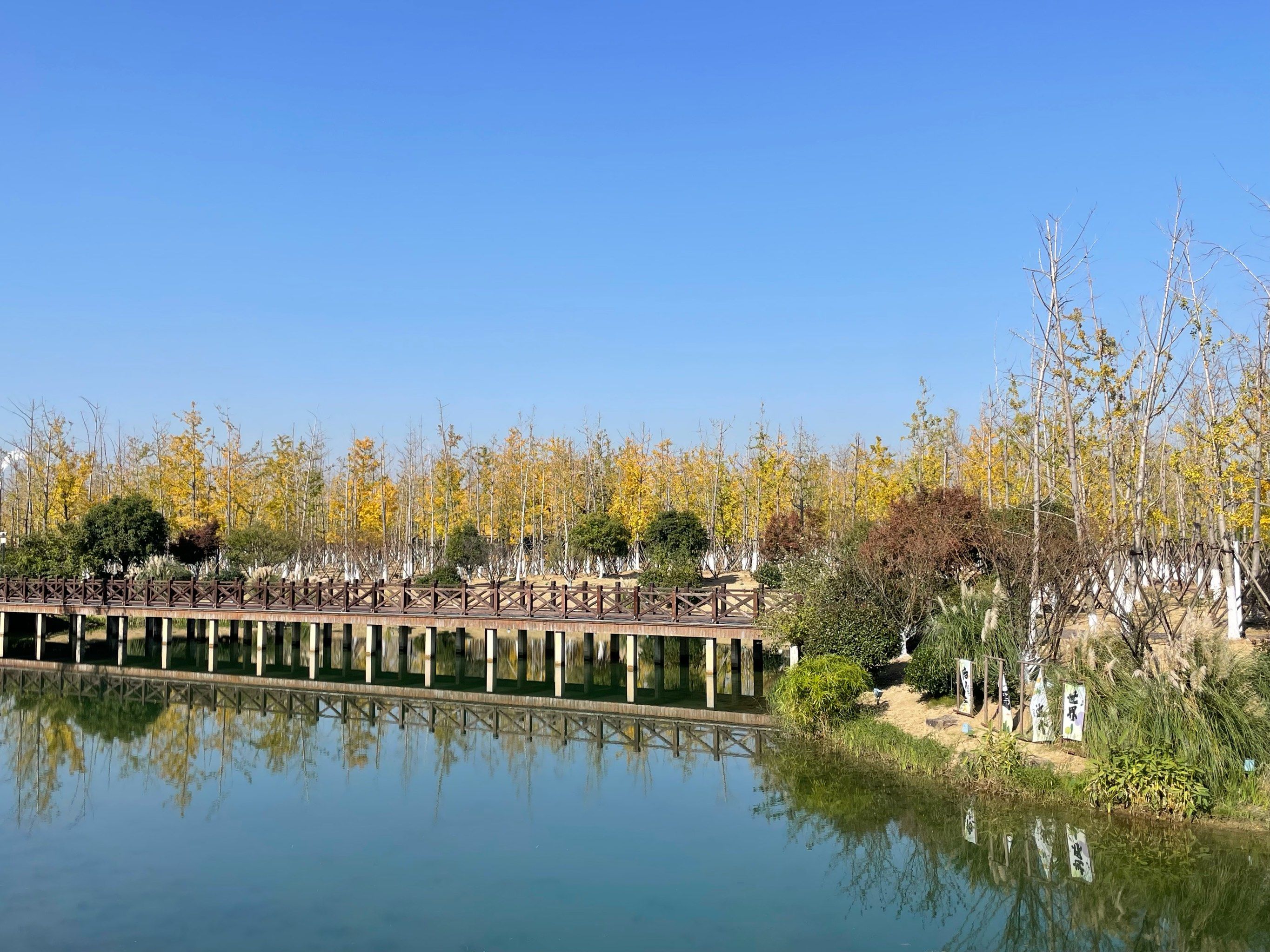 银杏天鹅湖
