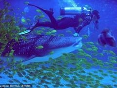 -烟台海昌鲸鲨海洋公园
