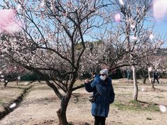 -香雪海