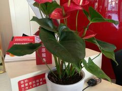 店内环境-招商银行(合肥卫岗支行)