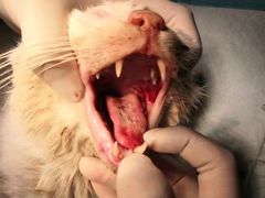 -萌兽医馆·犬猫专科·眼科中心·宠物医院(朝阳门分院)