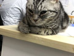 -美联众合动物医院(·中兽医·疑难杂症·严家桥分院)