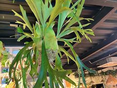 -自由生长植物工作室(深港花卉中心店)