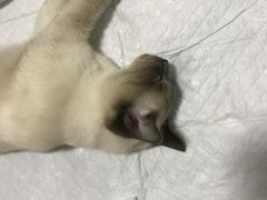 -灵美宠物诊所