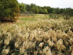 -武清南湖绿博园