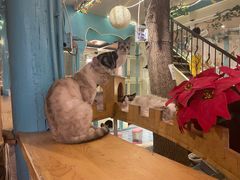 -猫小院猫主题咖啡厅(北锣店)