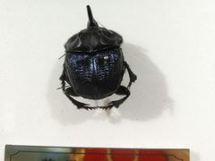 -上海昆虫博物馆