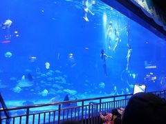 -烟台海昌鲸鲨海洋公园