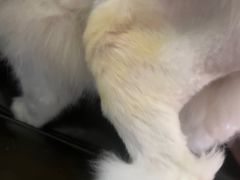 -康成宠物医院24H·CT·核磁共振