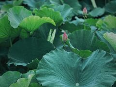 -梁鸿国家湿地公园