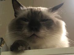 -猫亿天猫咖