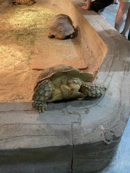 -Zoolung Zoolung动物主题公园(海信广场店)