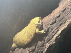 -青青世界