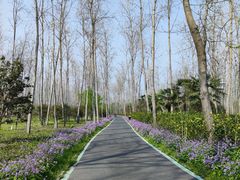 -合肥滨湖国家森林公园