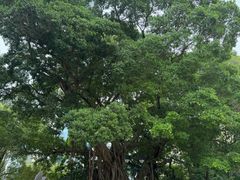 -九龙公园