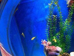 -芜湖新华联大白鲸海洋公园