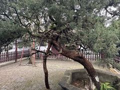 -水绘园
