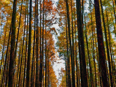 -山王坪喀斯特国家生态公园