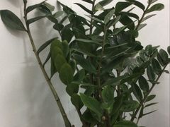 -黄记煌三汁焖锅(欢乐海岸店)