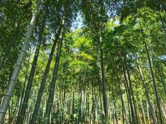 -苏州上方山国家森林公园