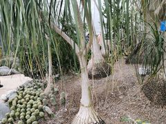 -南山植物园