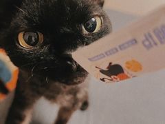 -十年猫舍·猫咪专门店(普陀店)