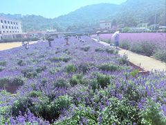-玫瑰海岸文化旅游度假区