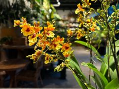 -自由生长植物工作室(深港花卉中心店)