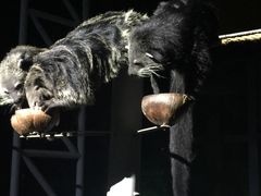 -清迈夜间动物园