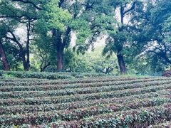 -西湖风景区十里琅珰-五云山