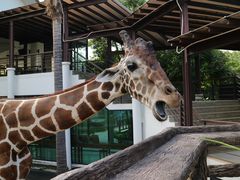 -清迈夜间动物园