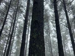 -塞罕坝国家级自然保护区