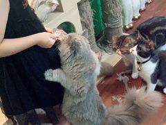-李小姐の猫咖啡馆(五角场店)