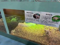 -上海大自然野生昆虫馆(东方明珠·爬宠昆虫探索中心)