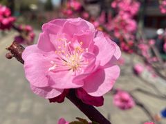 -颐和园