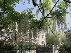 -嘉定紫藤园