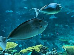 -西雅图水族馆