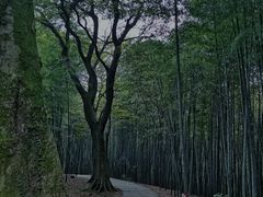 -西湖风景区十里琅珰-五云山