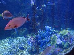 -太平洋海底世界